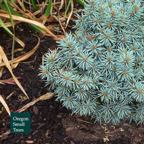 Picea pungens 'Blue Pearl'