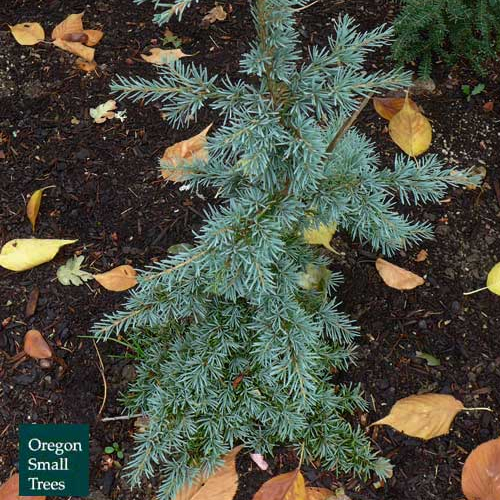 'Bump's Blue'