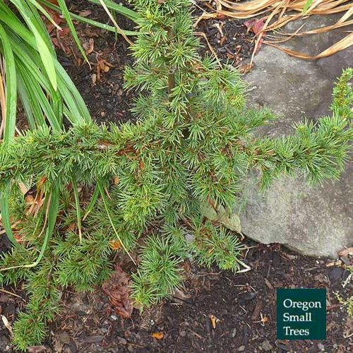 Cedrus Libani 'Green Prince'