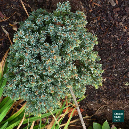 Abies Koreana 'Silberperle'